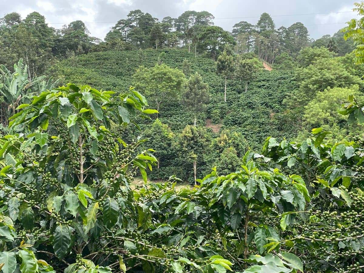Chi phí thu hoạch & sơ chế cà phê chất lượng cao 2026: Lợi nhuận cà phê Fine Robusta