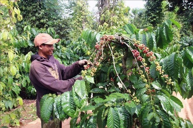 Kiểm tra thổ nhưỡng đất bazan trước khi mua đất rẫy