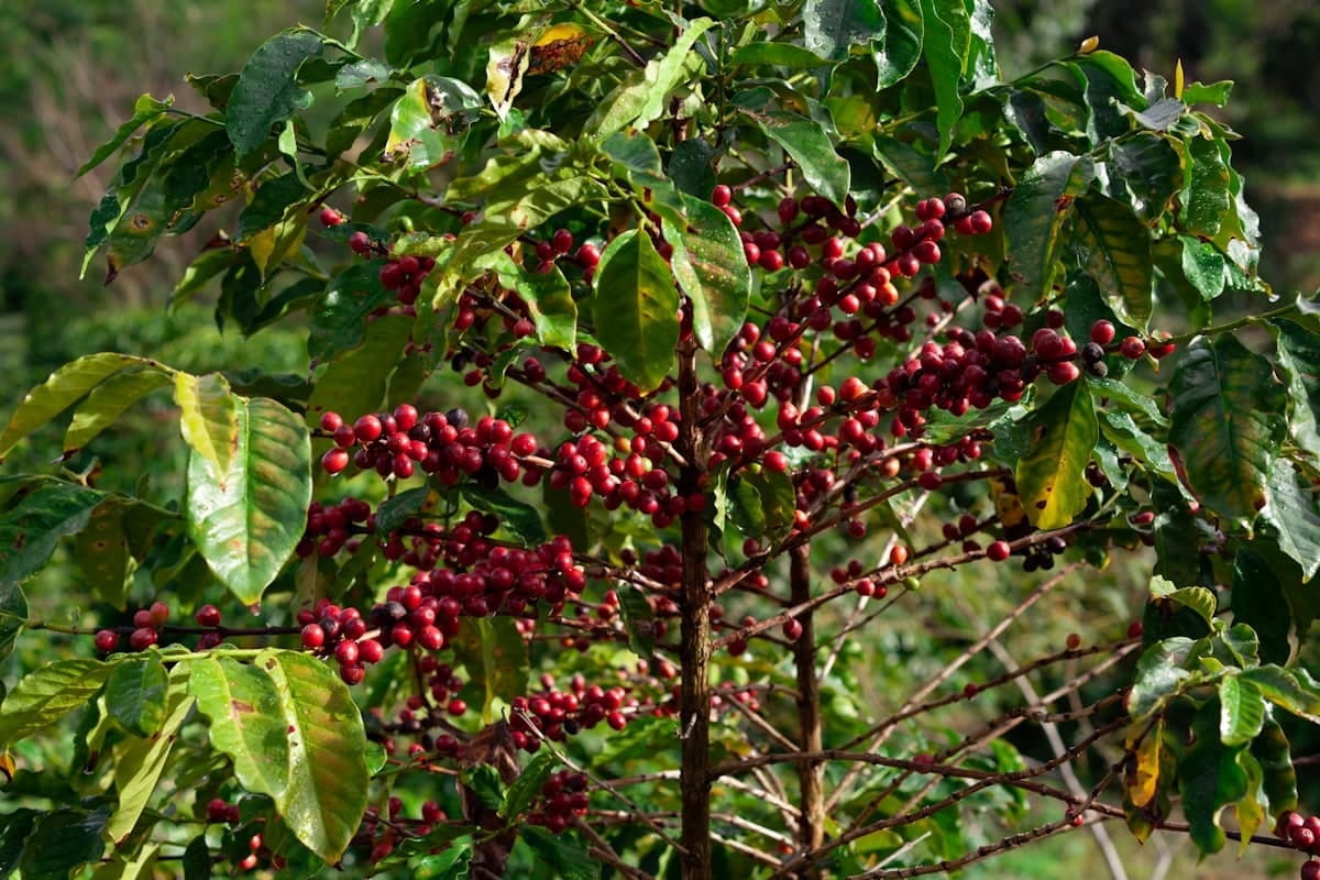 Kỹ thuật nhận biết & xử lý bệnh cà phê: Vàng lá thối rễ, rệp sáp, rỉ sắt 2026
