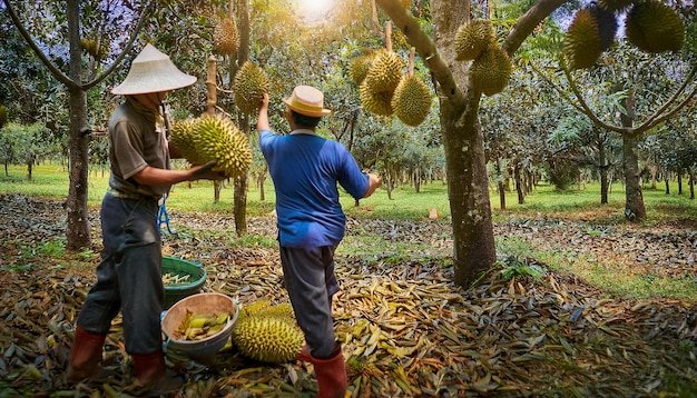 Kỹ thuật làm bông sầu riêng nghịch vụ Tây Nguyên 2026: Siết nước, ủ mầm & bán giá đỉnh
